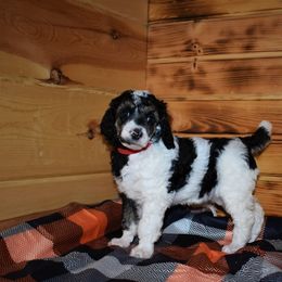 G3 Red Female - Parti female Poodle puppy in Nelson, Missouri from MD Triple Creek Ranch