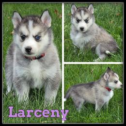 Larceny - Gray and white female Siberian Husky puppy in Merrill, Michigan from Haase Family Kennels