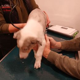 Blue Blaze - Blue merle white and tan male Collie puppy in St Stephens, Wyoming from Desert Kennels