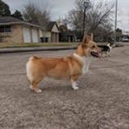 Rikka - Pembroke Welsh Corgi