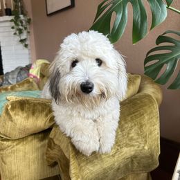 Luna - Coton de Tulear