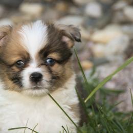 Rocky - Fawn male Companion Cross puppy in Fairview, South Dakota from Dakota Toy Aussies