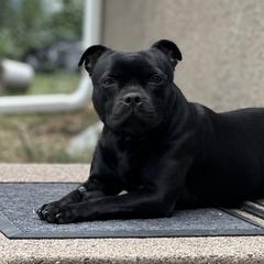 Staffordshire Bull Terriers from GrimLock Staffords