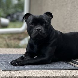 Staffordshire Bull Terriers from GrimLock Staffords