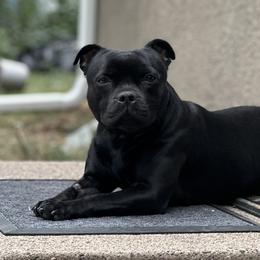 Staffordshire Bull Terriers from GrimLock Staffords