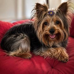AKC Faith - Yorkshire Terrier