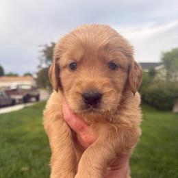 Purple Collar - Golden female Golden Retriever puppy in Mountain Home, Idaho from Poppy's Garden Golden Retrievers