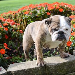 Bulldogs and Weimaraners from Peaksview