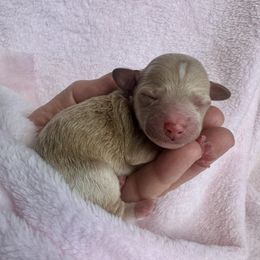 Ginger - Apricot female Goldendoodle puppy in Kearneysville, West Virginia from Daydreamer