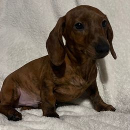 Dachshunds from Summit Farm