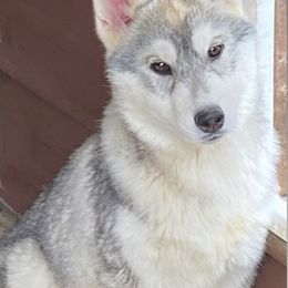 Tempo - Gray and white male Siberian Husky puppy in Williamstown, Massachusetts from Gallipoli Pine Siberians