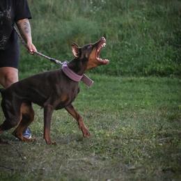 Vindica - Red and rust female Doberman Pinscher puppy in Canton, Ohio from Aaliyah’s Dobies