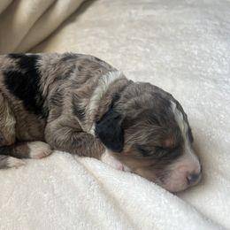 "This blanket is heaven 💞" Aussiedoodle Puppies from Native Elegant Doodles