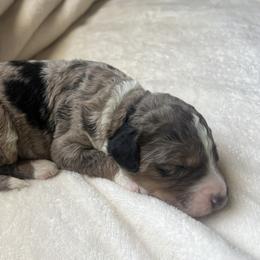 "This blanket is heaven 💞" Aussiedoodle Puppies from Native Elegant Doodles
