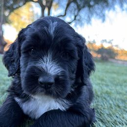 Tinsel - Black and white female Sheepadoodle puppy in Surprise, Arizona from Desert Lily Doodles