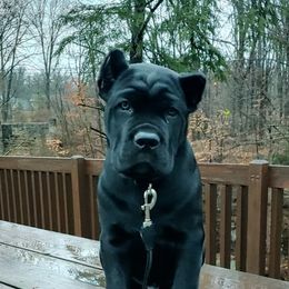 Cane Corso Puppies from Ridge Top Cane Corso