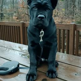 Cane Corso Puppies from Ridge Top Cane Corso