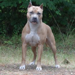 Mercy - American Pit Bull Terrier