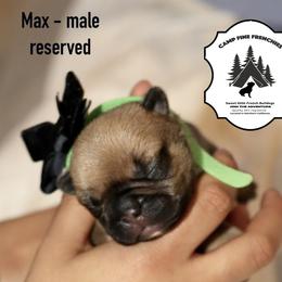 French Bulldog Puppies from Camp Fine Frenchies