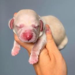 Otis - Cream male Dachshund puppy in Martinsville, Virginia from Ana’s Beautiful Doxies