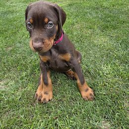 Kate - Red and rust female Doberman Pinscher puppy in Anderson, Indiana from Legendary Kennels