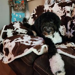 Bernedoodle and Goldendoodle Puppies from A.N.A. Doodles