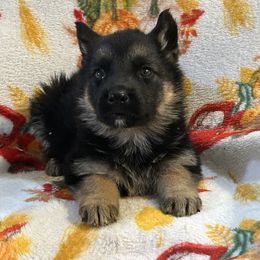 Garbo - Black and red male German Shepherd puppy in Whitewater, California from Vom Haus Metzler Shepherds