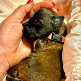 Pink - Wheaten female Soft Coated Wheaten Terrier puppy in Gordonville, Texas from Serenity Valley Wheatens