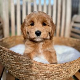 Nazca - Caramel red female Australian Labradoodle puppy in Morgan Hill, California from Loving Labradoodle