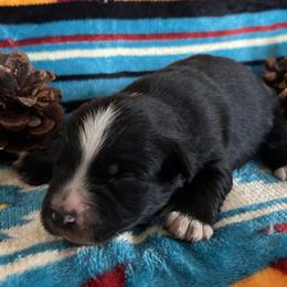 Cruiser - Black tri male Miniature Australian Shepherd puppy in Lebanon, Oregon from Two Pines Mini Aussies
