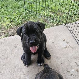 Green Collar Boy 3 - Black male Cane Corso puppy in Cottonport, Louisiana from Sweet Cane Corsos
