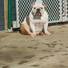 Yogi - Bulldog