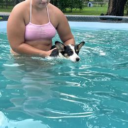 Pembroke Welsh Corgi Puppies from S7 Corgis and Chaos