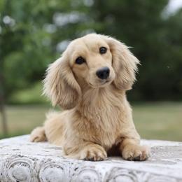 Goldilocks - Dachshund