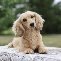 Goldilocks - Dachshund