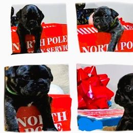 Boston Terrier and Pug Puppies from Easter Pugs&Bugs