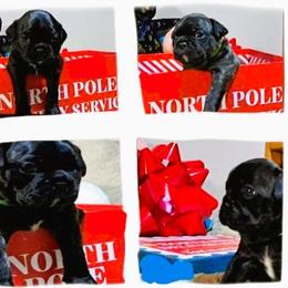 Boston Terrier and Pug Puppies from Easter Pugs&Bugs