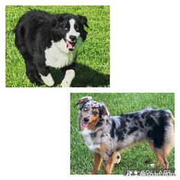Miniature American Shepherd and Miniature Australian Shepherd All Grown Up from Sweetbay Aussies/ Miniature American Shepherds
