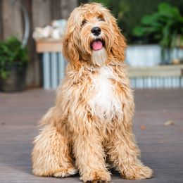 Jasmine - Australian Labradoodle