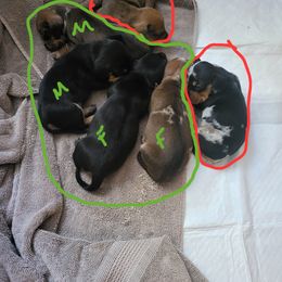Dachshund Puppies from Three Ween Crew