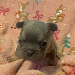 Boy 2 - Blue male French Bulldog puppy in Gerber, California from In The Zone Dog Training and Breeding