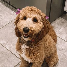 maci - Goldendoodle