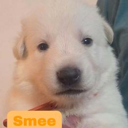 Boy 6 - male German Shepherd puppy in Tonopah, Nevada from Mercy's White Shepherds