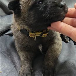 Indy's Yellow - Mahogany female Belgian Malinois puppy in Berry, Alabama from North River k9