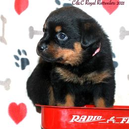 Rottweiler Puppies from C&C Royal Rottweilers
