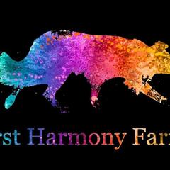 English Setter puppies from First Harmony Farms