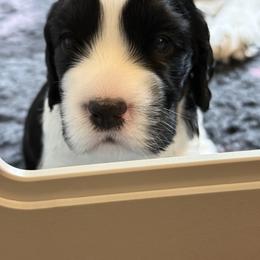 Wren - Black and white female English Springer Spaniel puppy in Crystal,, Minnesota from Everlark English Springer Spaniels