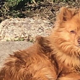 Pomeranians from Lagniappe Pet Services