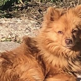 Pomeranians from Lagniappe Pet Services