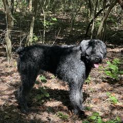 Bear-Bear - Brindle male Bouvier des Flandres puppy in Dripping Springs, Texas from Seasons of Joy Farm and Ranch